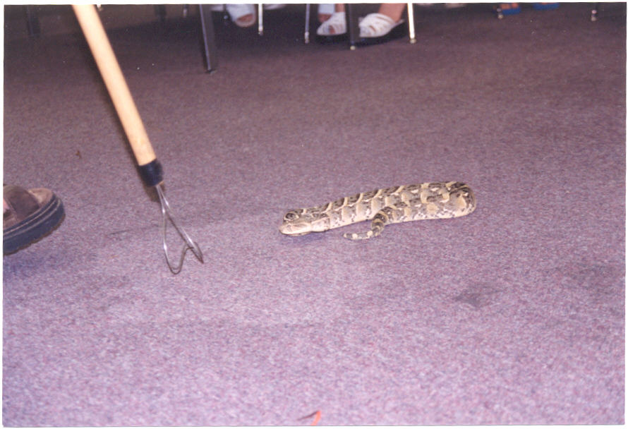 Creedmoor Library Puff Adder.jpg [97 Kb]